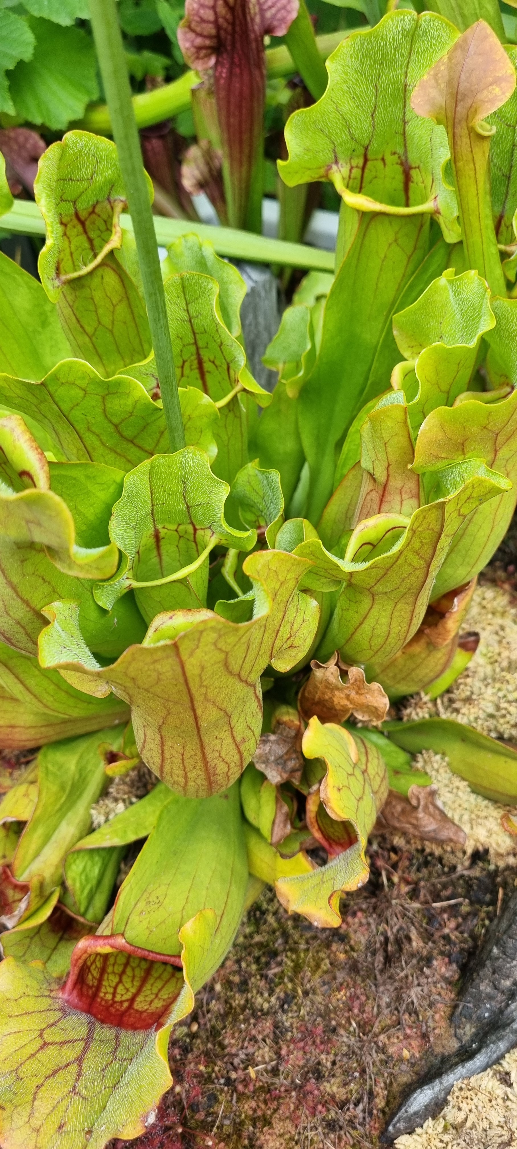 Rote Schlauchpflanze Sarracenia purpurea Hybride