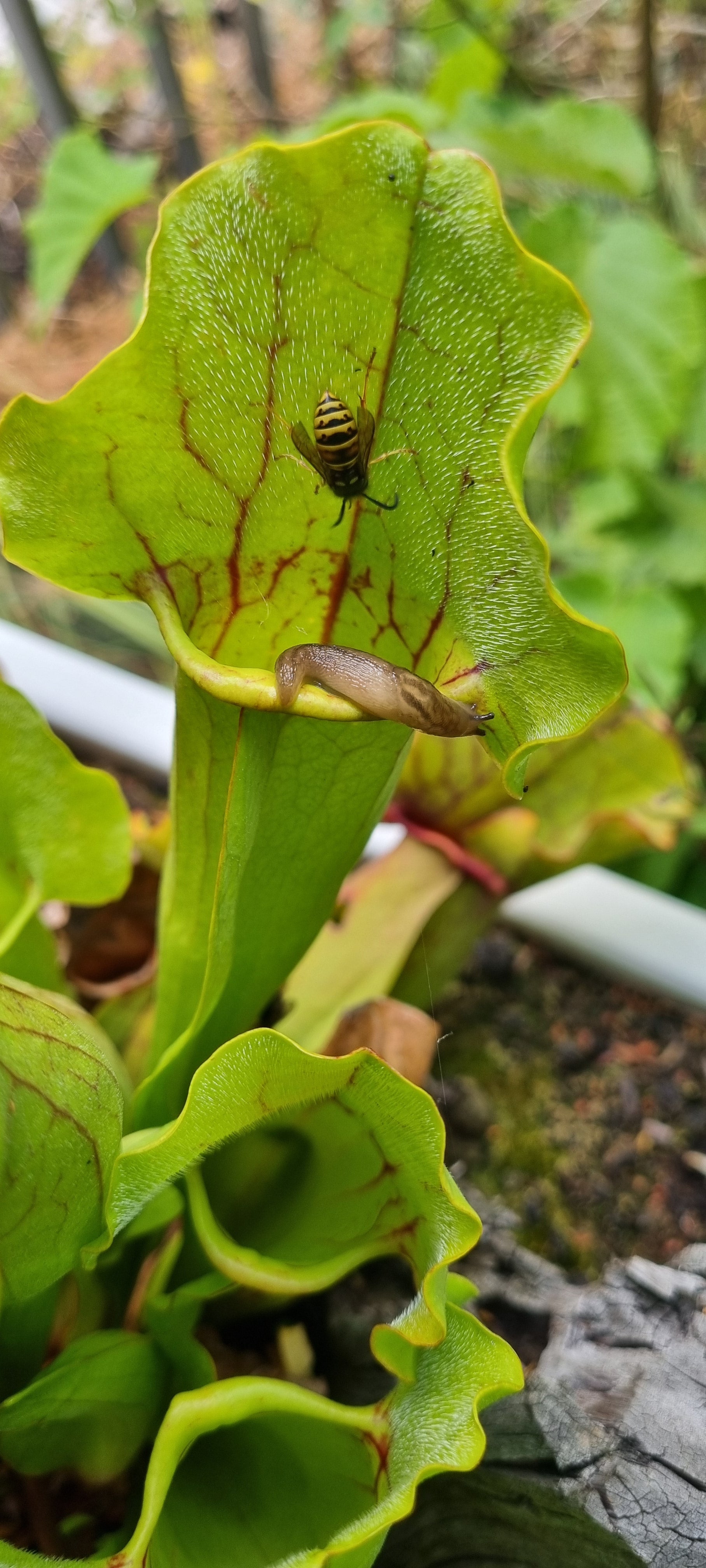Rote Schlauchpflanze Sarracenia purpurea Hybride