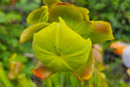 Schlauchpflanze Sarracenia Blüte