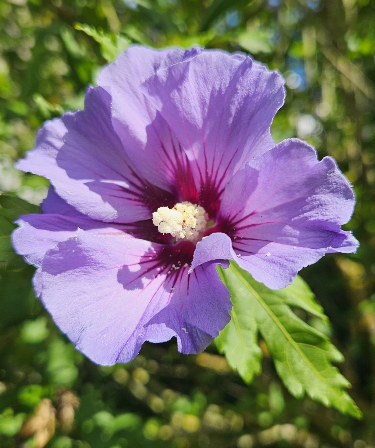 garteneibisch blau hibiscus syriacus