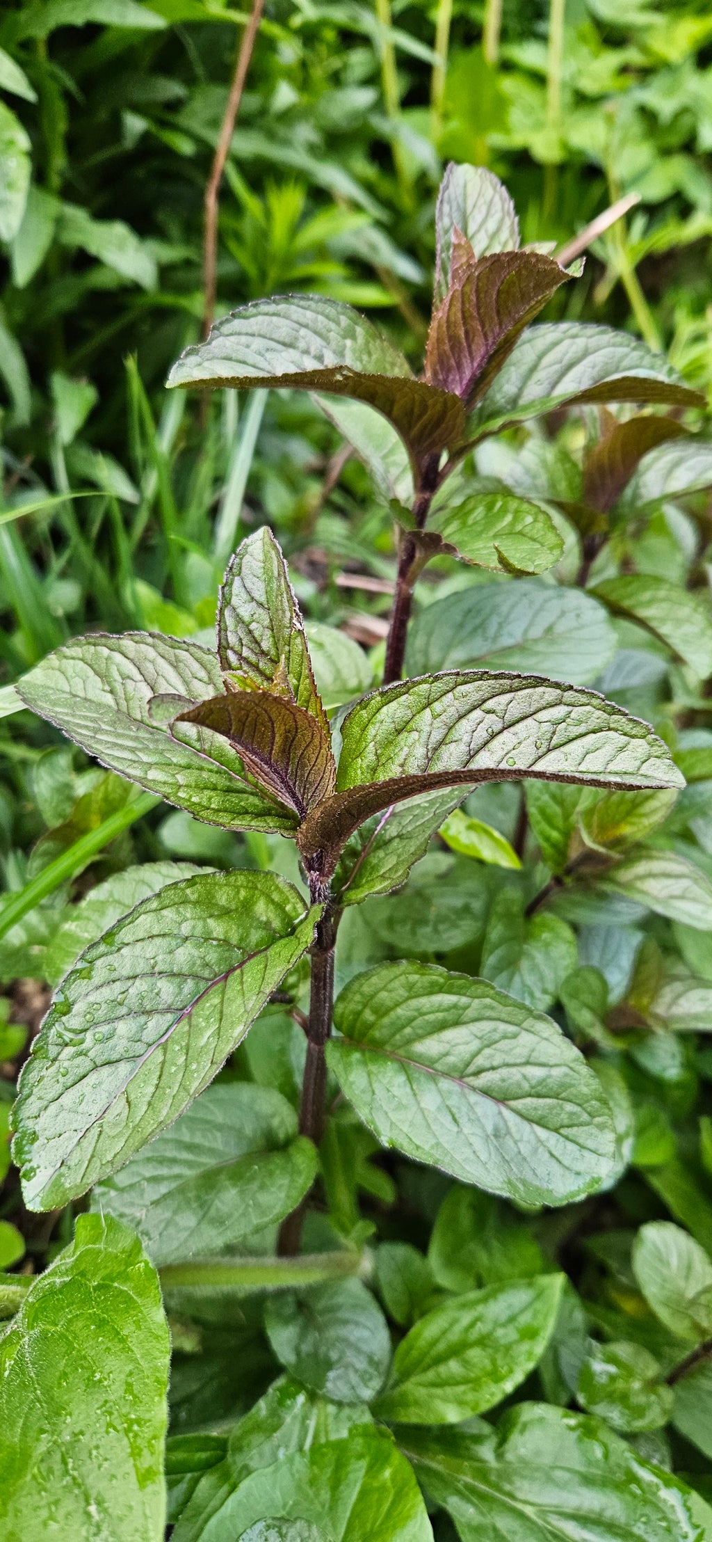 Schokoladenminze Chocolate mentha x piperita