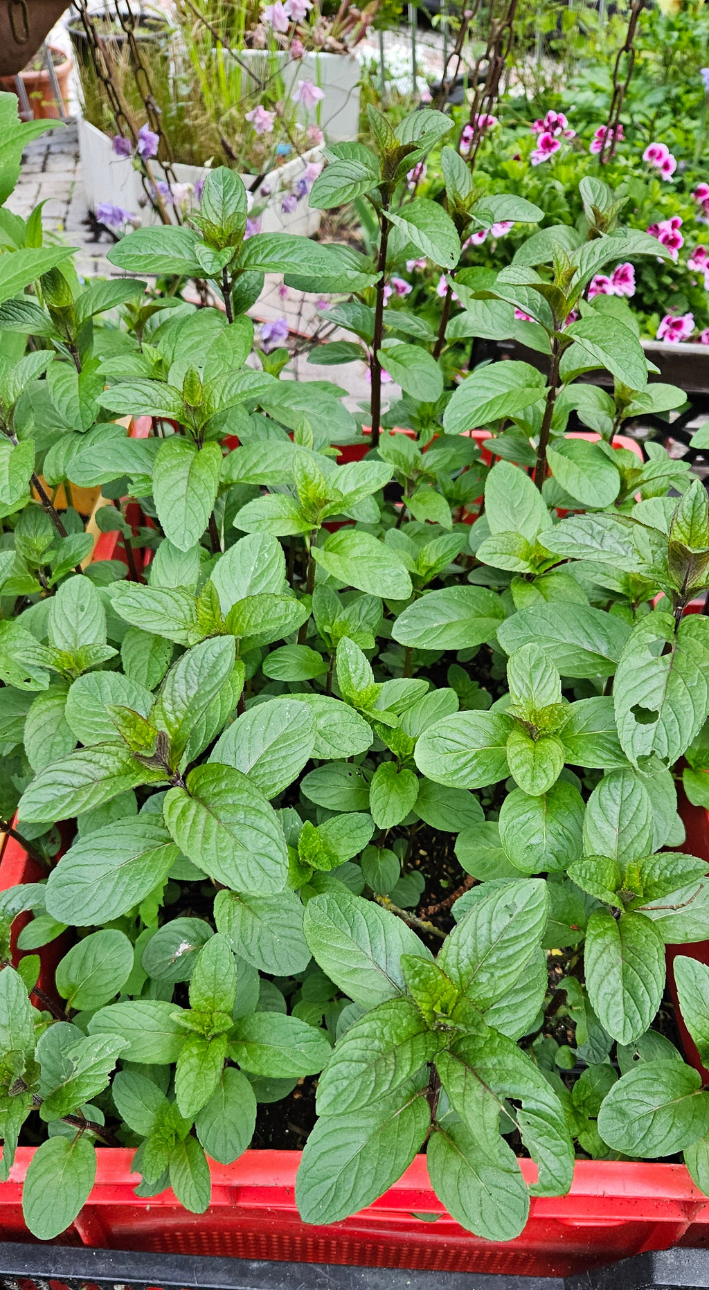 schokoladenminze mentha x piperita