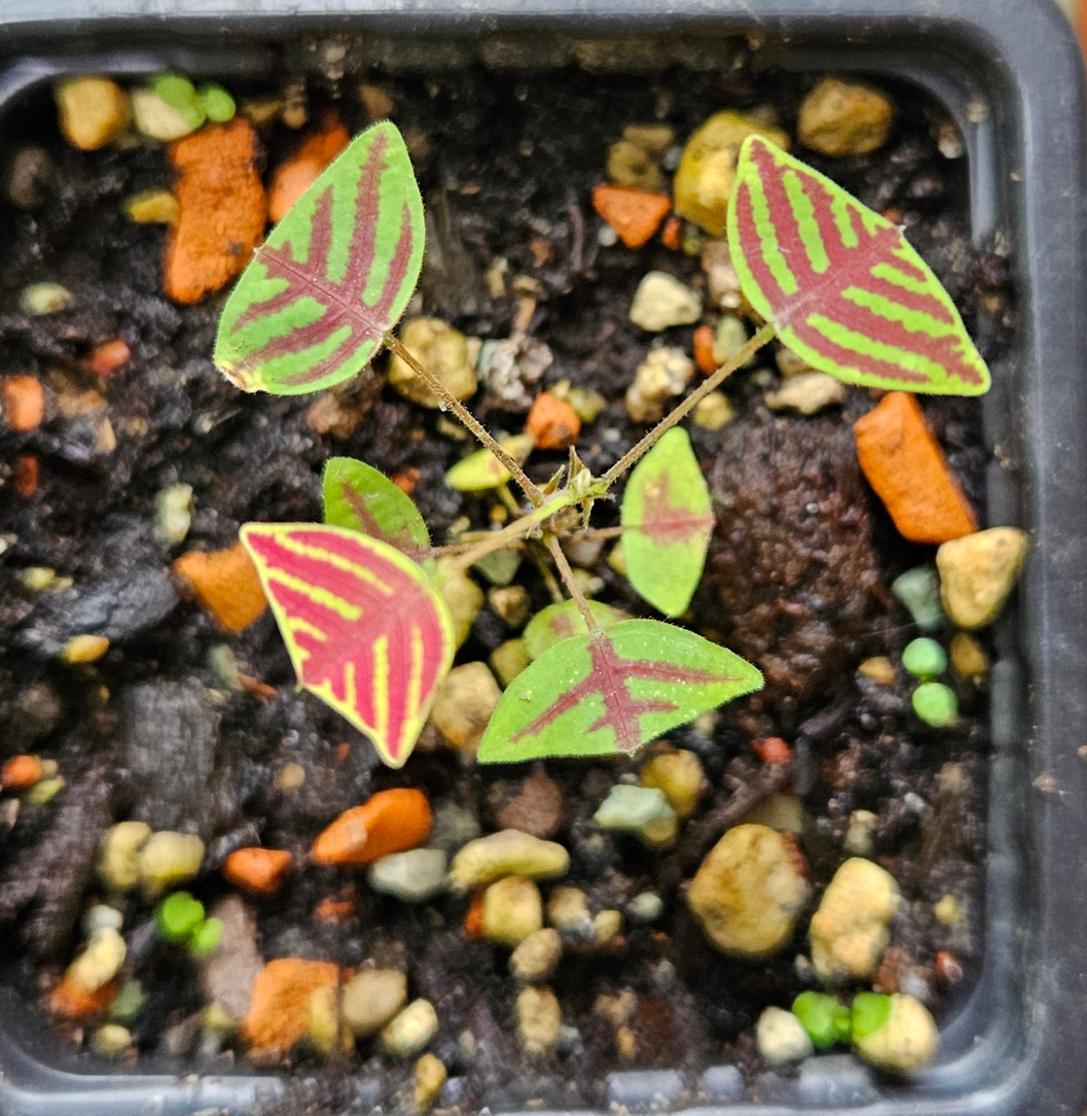Schmetterlingspflanze cristia obcordata
