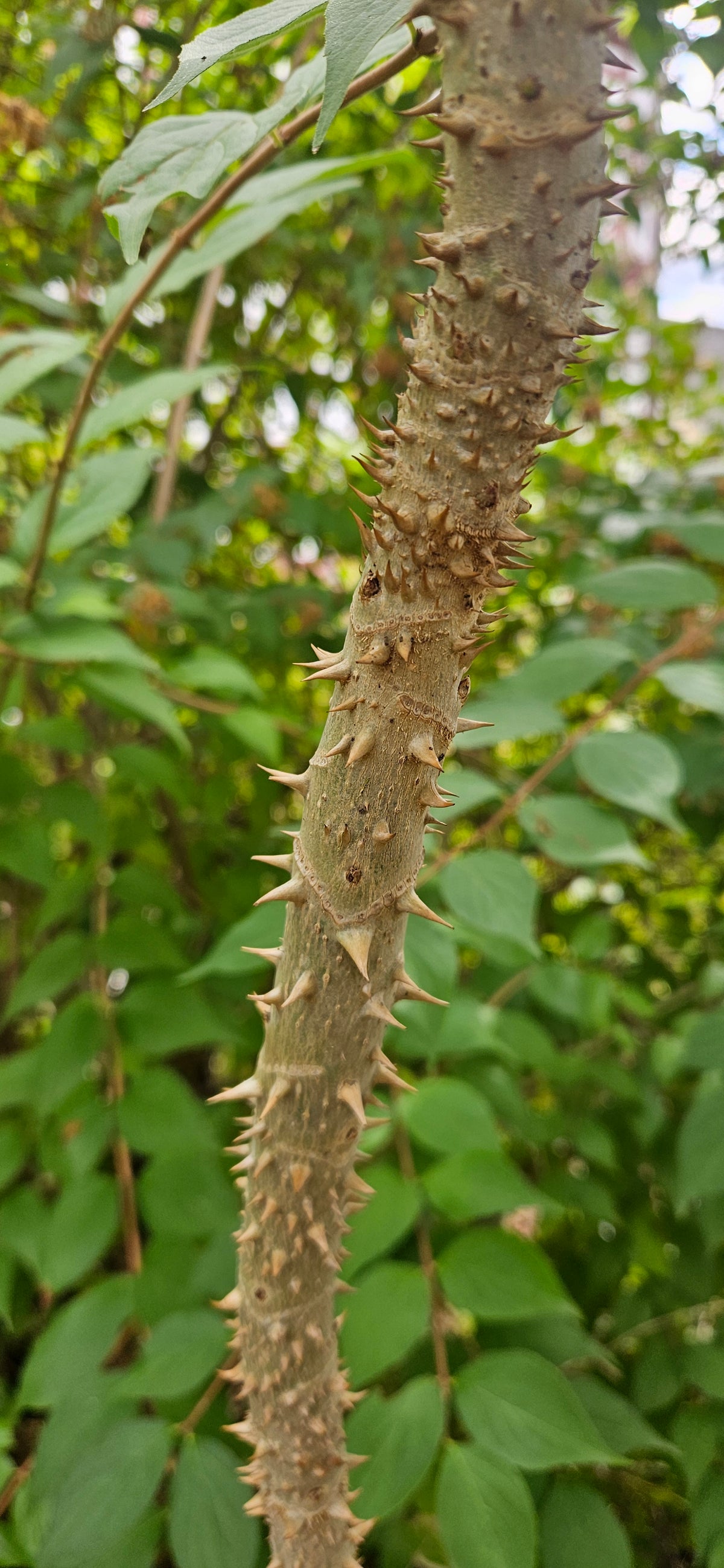 brassaiopsis mitis