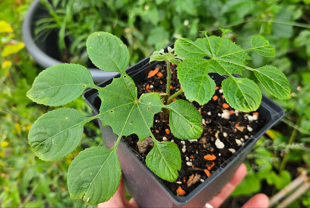 brassaiopsis mitis