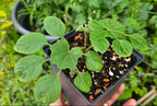 brassaiopsis mitis