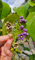 guaven-tamarillo solanum diploconos