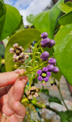 guaven-tamarillo solanum diploconos