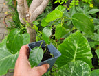 Tamarillo-goyave (Solanum diploconos) - Fruits exotiques et fleurs aux couleurs abondantes