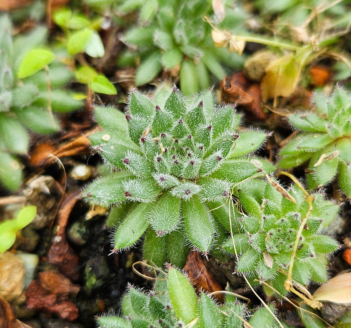 serpentin-hauswurz sempervirens pittonii