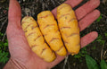 oca oxalis tuberosa XXL
