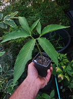 voodoo-lilie eidechsenwurz typhonium venosum sauromatum