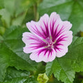 wilde malve zebrina malva sylvestris garten-malve