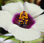 Chanvre de Roselle / Kénaf (Hibiscus cannabinus) - Le géant végétal éco-rapide à l'ambiance tropicale
