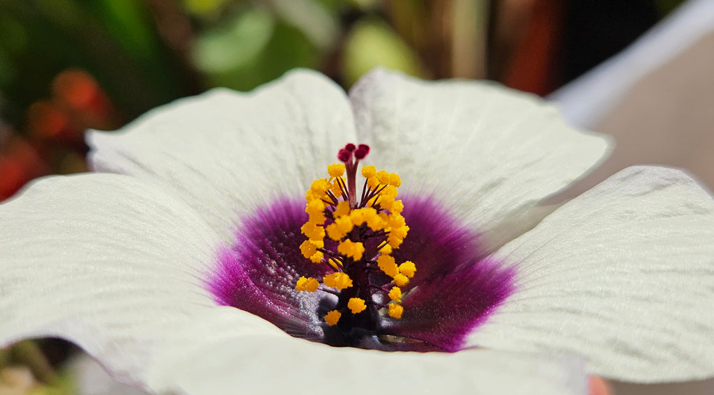 Chanvre de Roselle / Kénaf (Hibiscus cannabinus) - Le géant végétal éco-rapide à l'ambiance tropicale