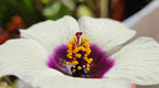 Chanvre de Roselle / Kénaf (Hibiscus cannabinus) - Le géant végétal éco-rapide à l'ambiance tropicale
