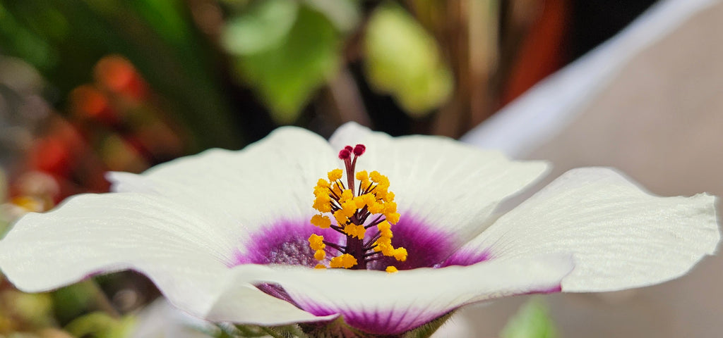 Chanvre de Roselle / Kénaf (Hibiscus cannabinus) - Le géant végétal éco-rapide à l'ambiance tropicale