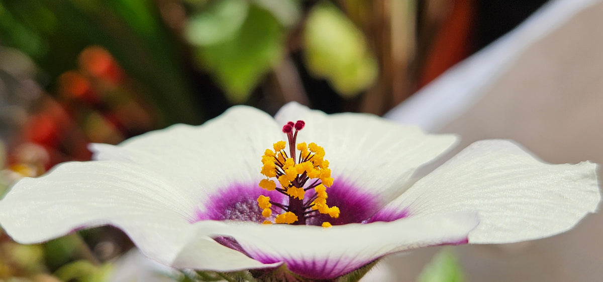 Chanvre de Roselle / Kénaf (Hibiscus cannabinus) - Le géant végétal éco-rapide à l'ambiance tropicale