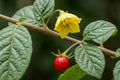 wild-chili chili capsicum rhomboideum