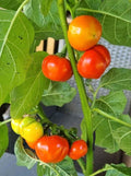 Menschenfressertomate/Poro Poro (Solanum viride) - Samen