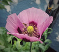 Schlafmohn `Zeno Morphex` - Samen