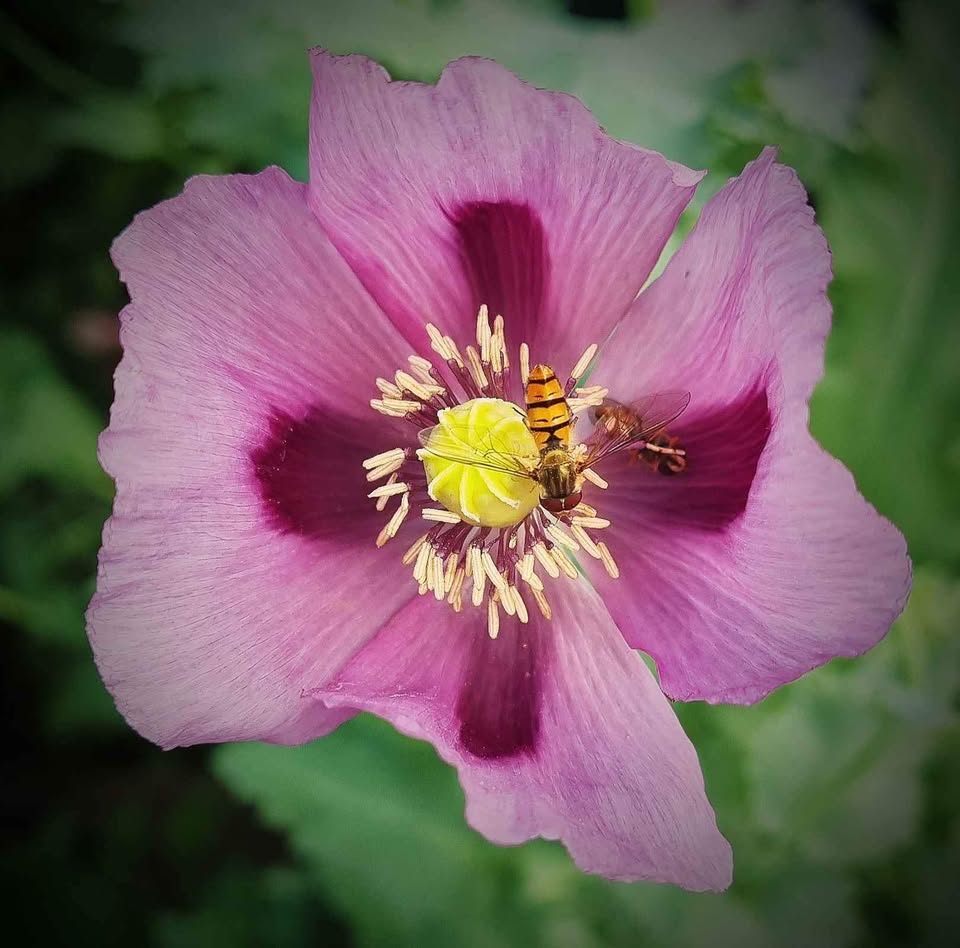 Schlafmohn `Zeno Morphex` - Samen