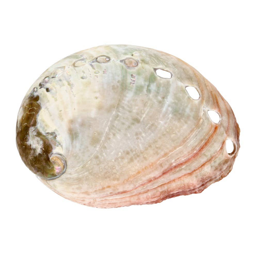 abalone muschel natur schale räuchern