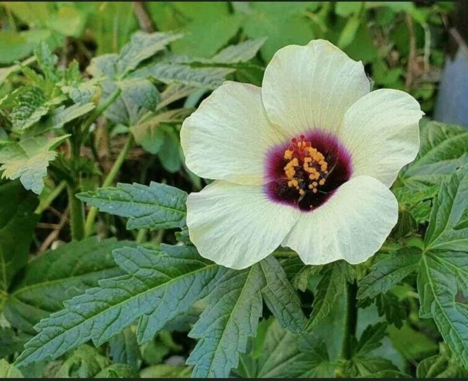 Hanf-Hibiskus/Kenaf (Hibiscus cannabinus) - Samen