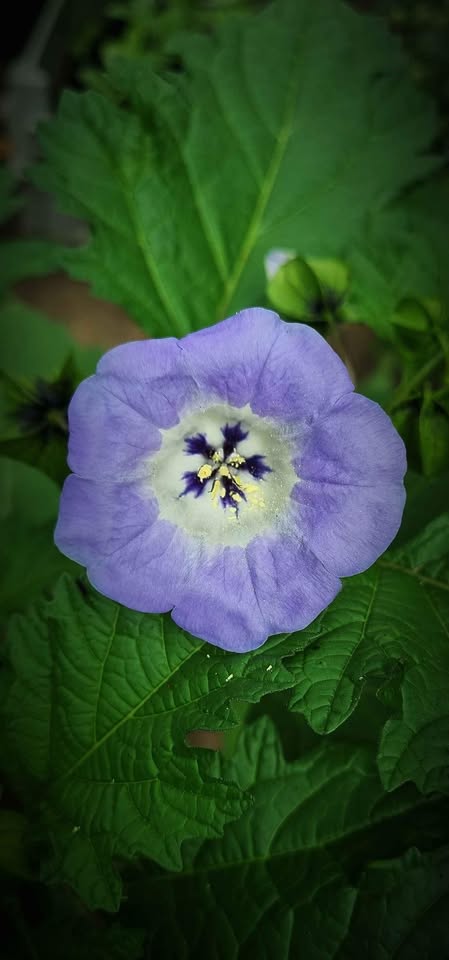 Blaue Lampionblume (Nicandra physaloides) - Samen - Anti Weiße Fliege