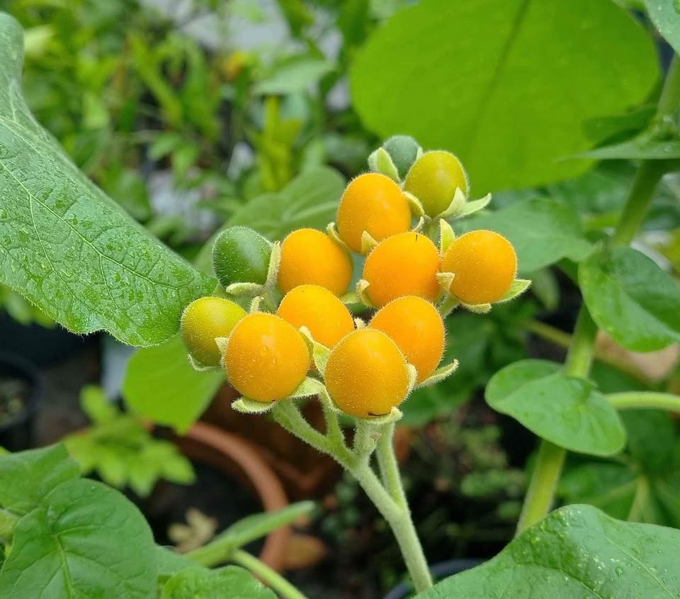 Zwerg-Tamarillo/Brasilianischer Samtpfirsich (Solanum abutiloides) - Samen