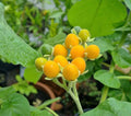 Zwerg-Tamarillo/Brasilianischer Samtpfirsich (Solanum abutiloides) - Samen