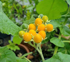 Zwerg-Tamarillo/Brasilianischer Samtpfirsich (Solanum abutiloides) - Samen