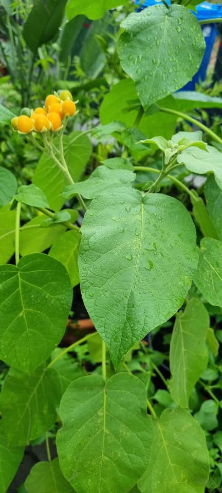 Zwerg-Tamarillo/Brasilianischer Samtpfirsich (Solanum abutiloides) - Samen