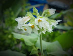 Zwerg-Tamarillo/Brasilianischer Samtpfirsich (Solanum abutiloides) - Samen