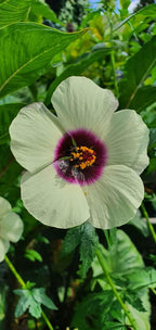 Hanf-Hibiskus/Kenaf (Hibiscus cannabinus) - Samen