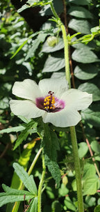 Hanf-Hibiskus/Kenaf (Hibiscus cannabinus) - Samen
