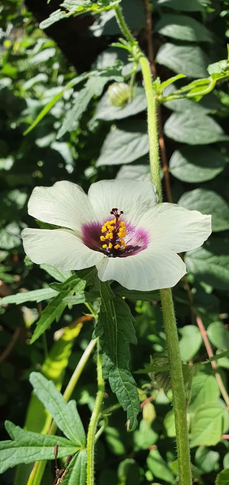 Hanf-Hibiskus/Kenaf (Hibiscus cannabinus) - Samen