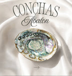 abalone muschel schale