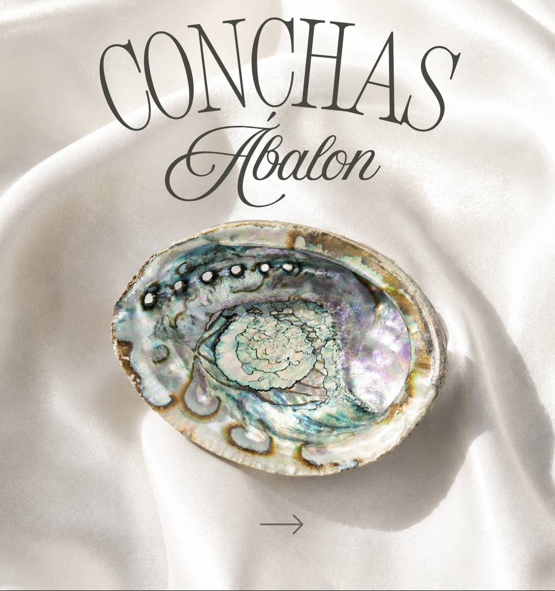 abalone muschel schale