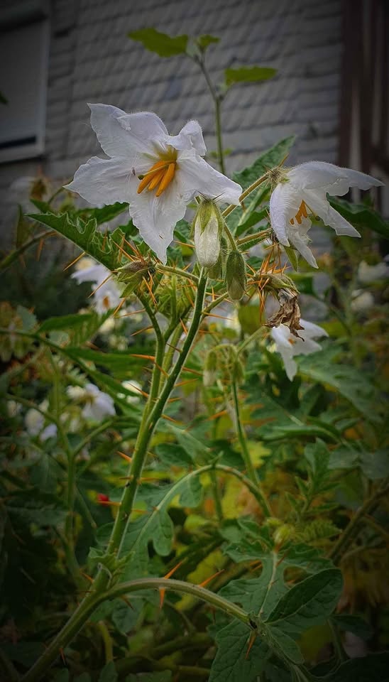 Litschi-Tomate/Raukenblättriger Nachtschatten (Solanum sisymbriifolium) - Samen