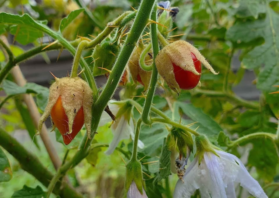 Litschi-Tomate/Raukenblättriger Nachtschatten (Solanum sisymbriifolium) - Samen