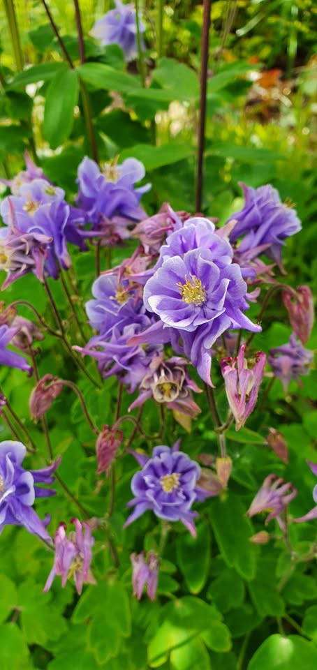Akelei - Bunter Mix (Aquilegia) - Samen