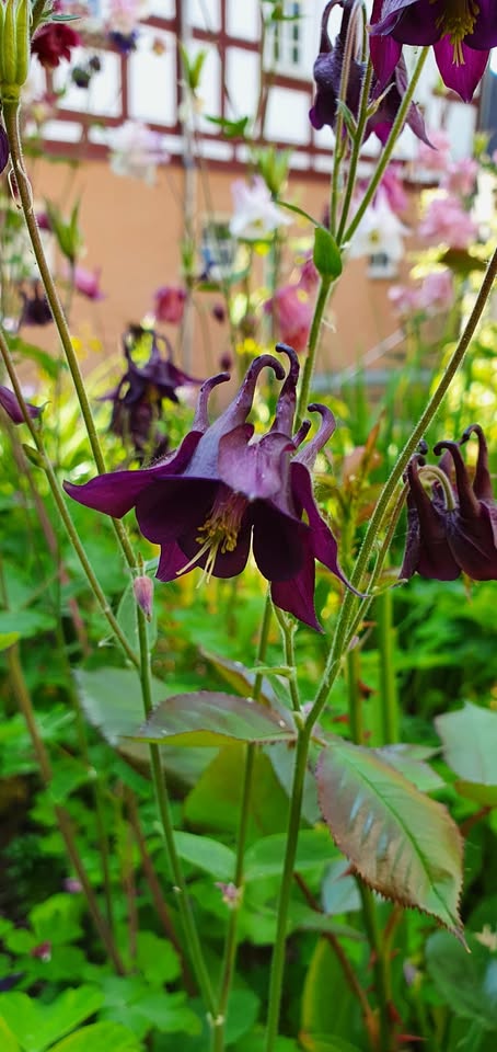 Akelei - Bunter Mix (Aquilegia) - Samen