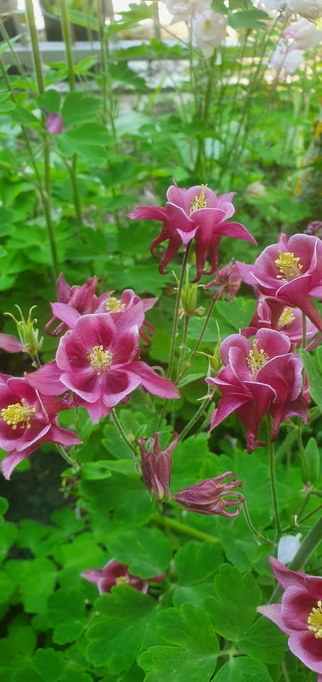 Akelei - Bunter Mix (Aquilegia) - Samen