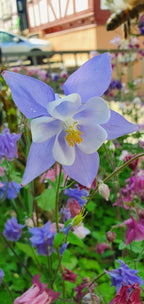 Akelei - Bunter Mix (Aquilegia) - Samen