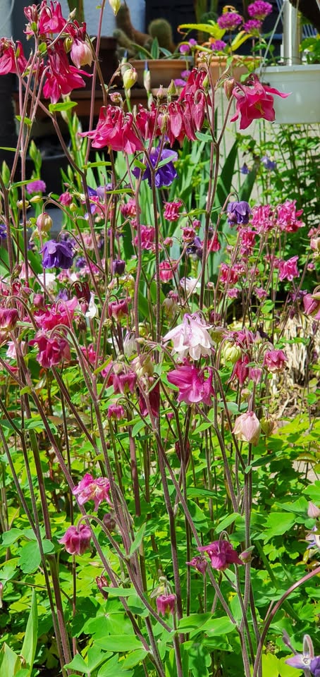 Akelei - Bunter Mix (Aquilegia) - Samen