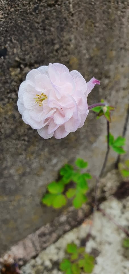 Akelei - Bunter Mix (Aquilegia) - Samen