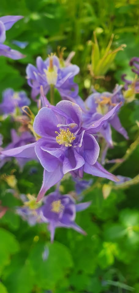 Akelei - Bunter Mix (Aquilegia) - Samen