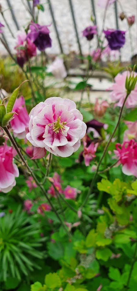 Akelei - Bunter Mix (Aquilegia) - Samen