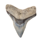 fossiler haifischzahn zah hai fossilien nordsee